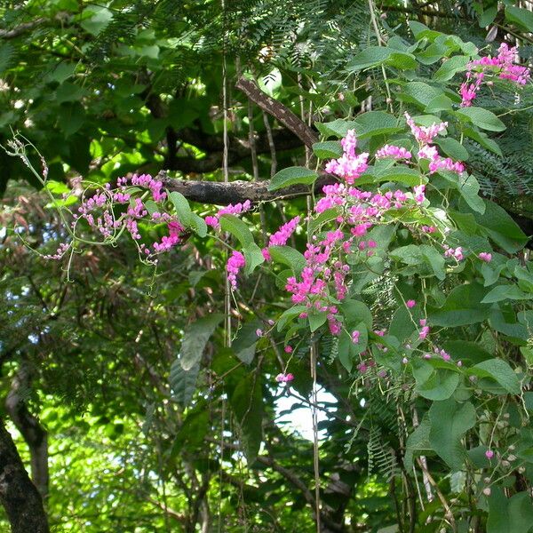 Antigonon leptopus Habitus