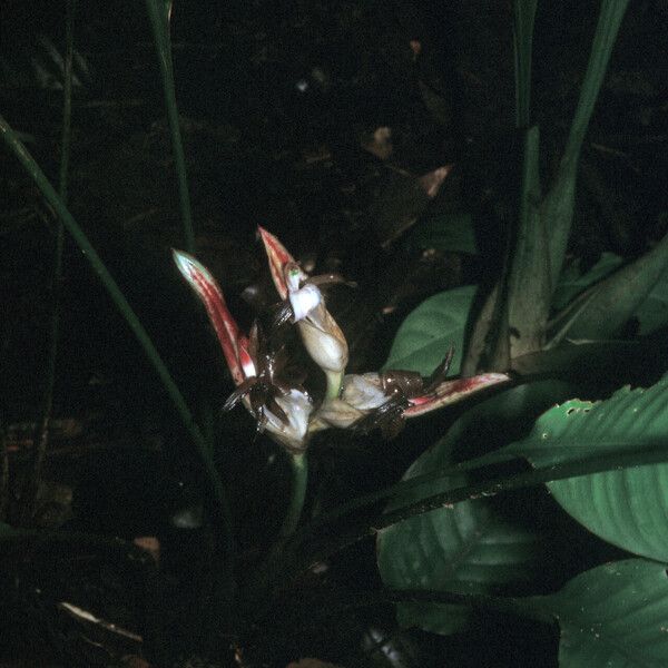 Heliconia lourteigiae Кветка