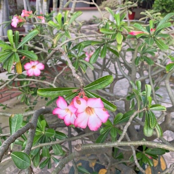 Adenium obesum Fleur