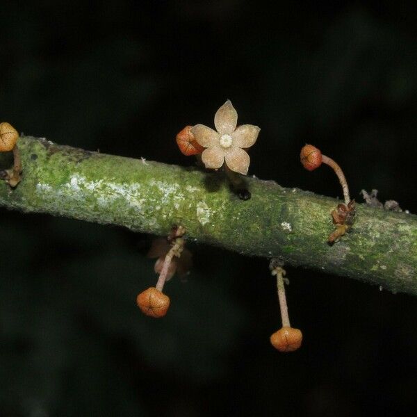 Cola micrantha Flower