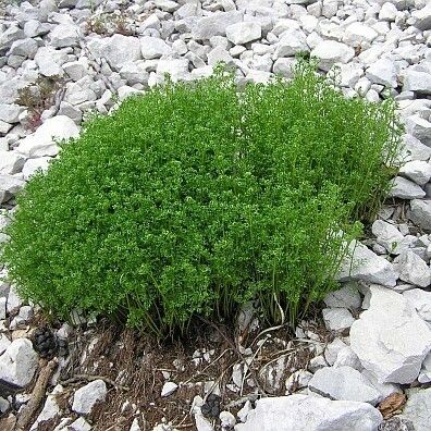 Asplenium fissum Habitus