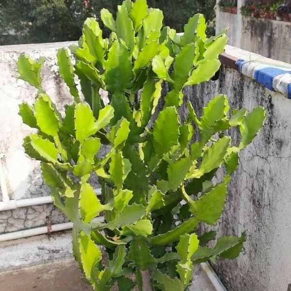 Euphorbia ingens Leaf