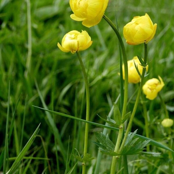 Trollius europaeus Blomst