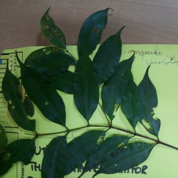 Qualea tricolor