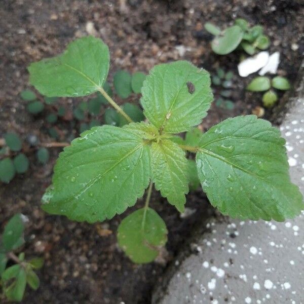 Amaranthus viridis برگ