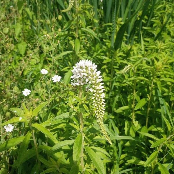 Lysimachia clethroides Flower