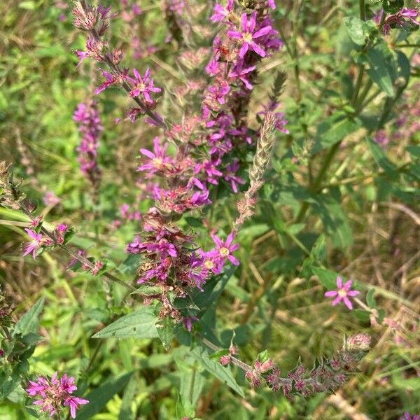 Lythrum virgatum പുഷ്പം