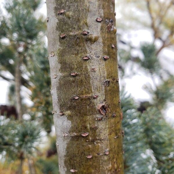 Pinus parviflora Bark