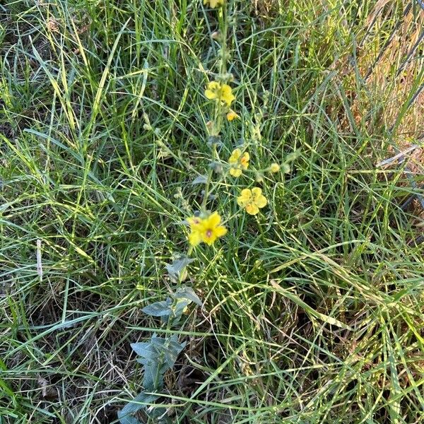 Verbascum sinuatum Ďalší