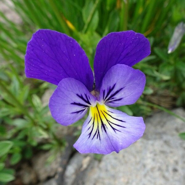 Viola lutea Žiedas