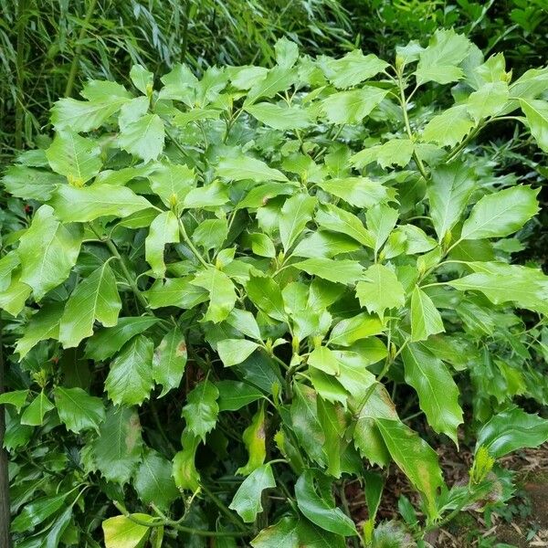 Baccharis halimifolia Blatt