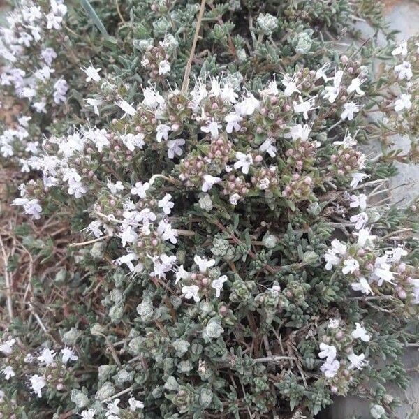 Thymus vulgaris 花