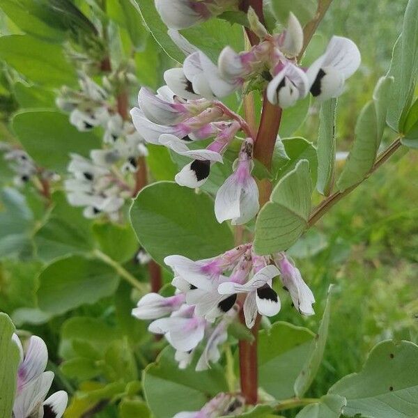 Vicia faba Flower