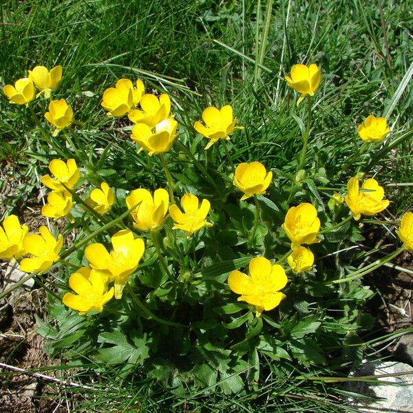 Ranunculus montanus Flor