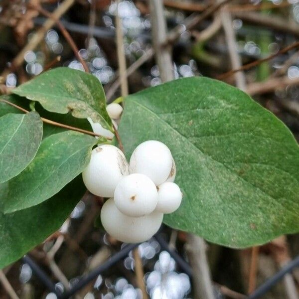 Symphoricarpos albus Gyümölcs