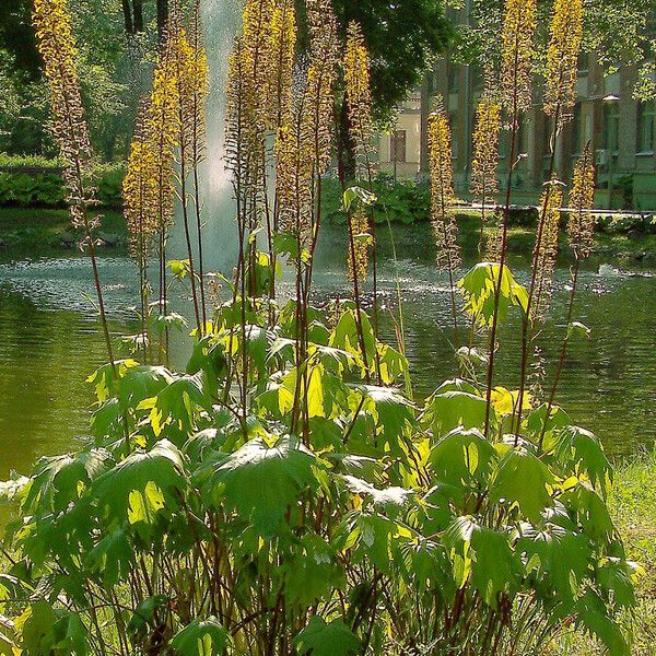 Ligularia wilsoniana Habit