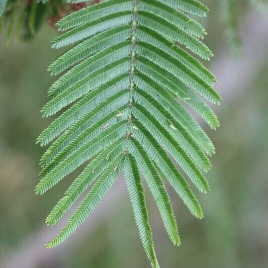 Acacia mearnsii Annet