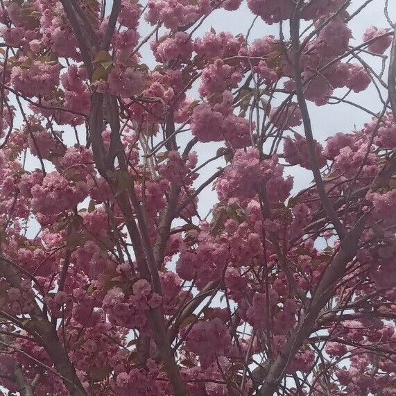 Prunus serrulata Flower