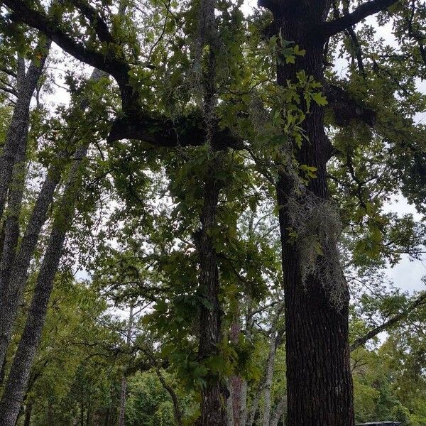 Quercus nigra Pokrój