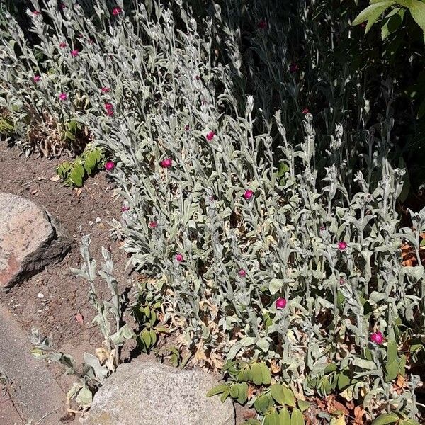 Silene coronaria Buveinė