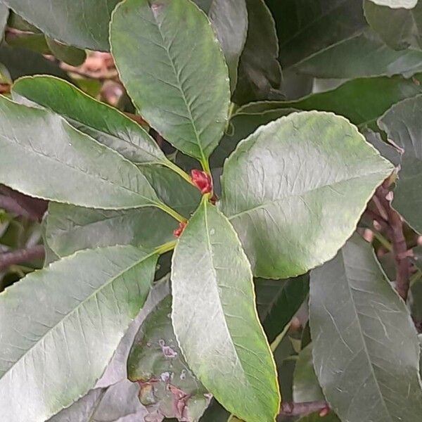 Photinia fraseri Blad