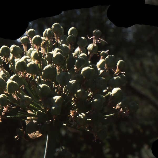 Allium nigrum Fruit