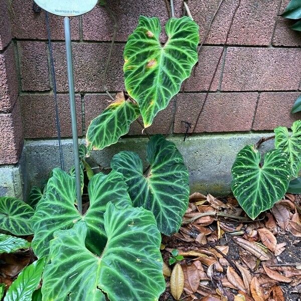 Philodendron verrucosum Leaf