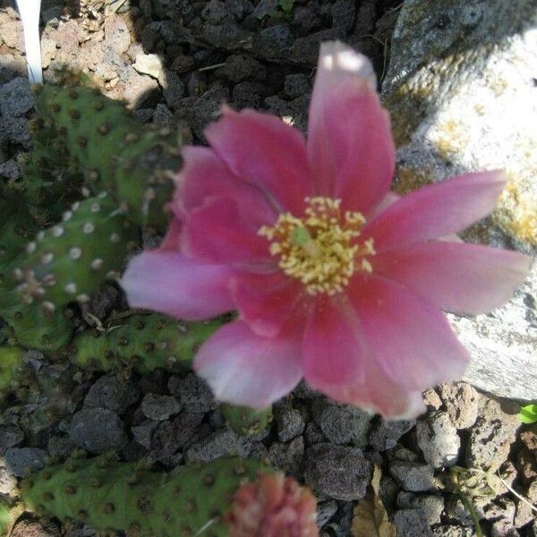 Opuntia polyacantha Flor