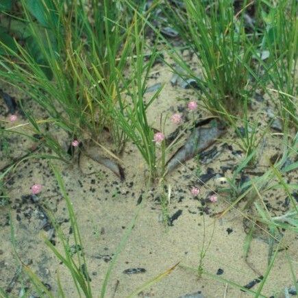 Polygala longicaulis Habitus