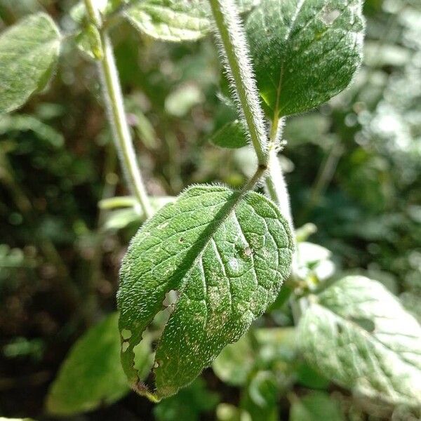 Clinopodium vulgare Leaf