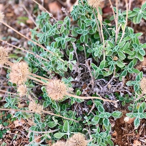 Marrubium vulgare Plante entière