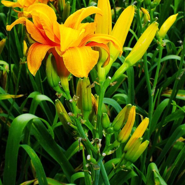 Hemerocallis lilioasphodelus 花