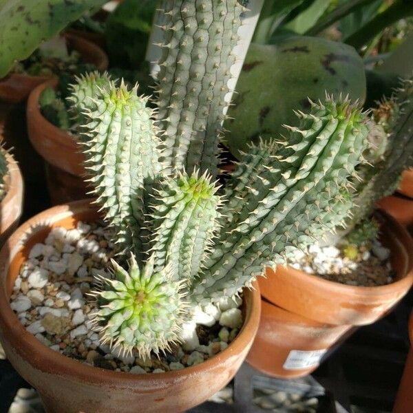 Hoodia gordonii Folha