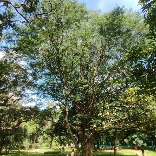 Albizia procera Leaf