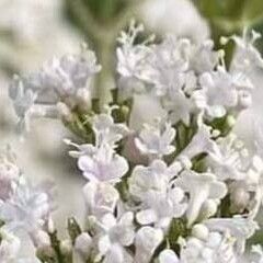 Valeriana officinalis പുഷ്പം