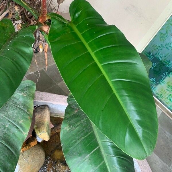 Philodendron quinquenervium Blatt