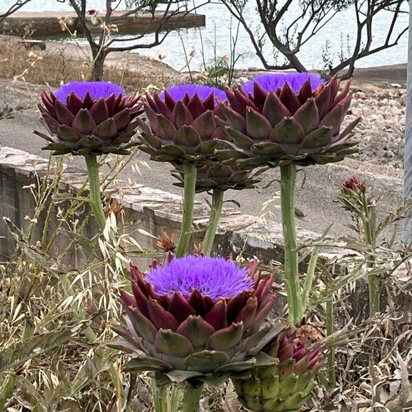 Cynara scolymus Květ