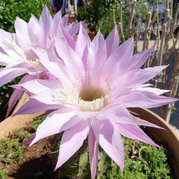 Echinopsis oxygona Квітка