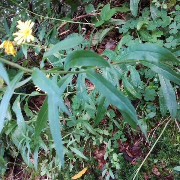 Hieracium umbellatum Leaf