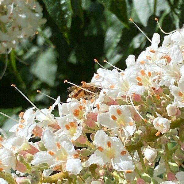 Aesculus californica Cvet