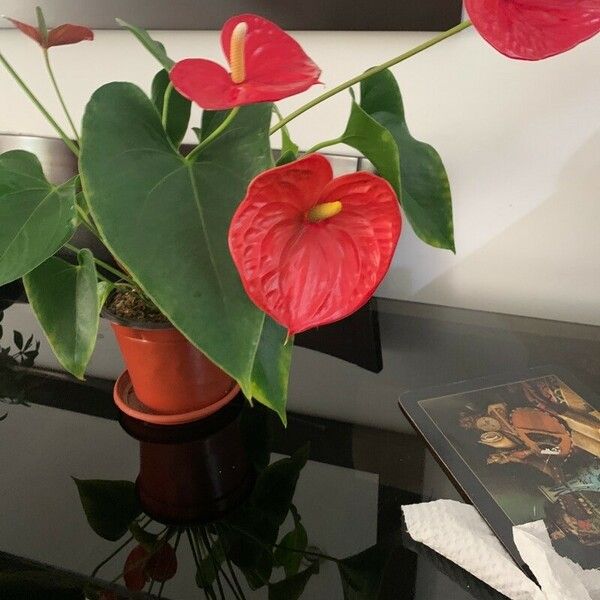 Anthurium andraeanum Flower