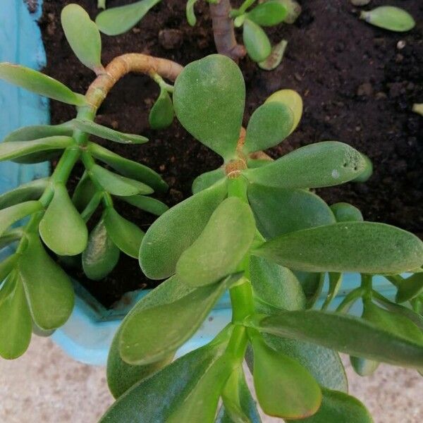 Crassula ovata ᱥᱟᱠᱟᱢ