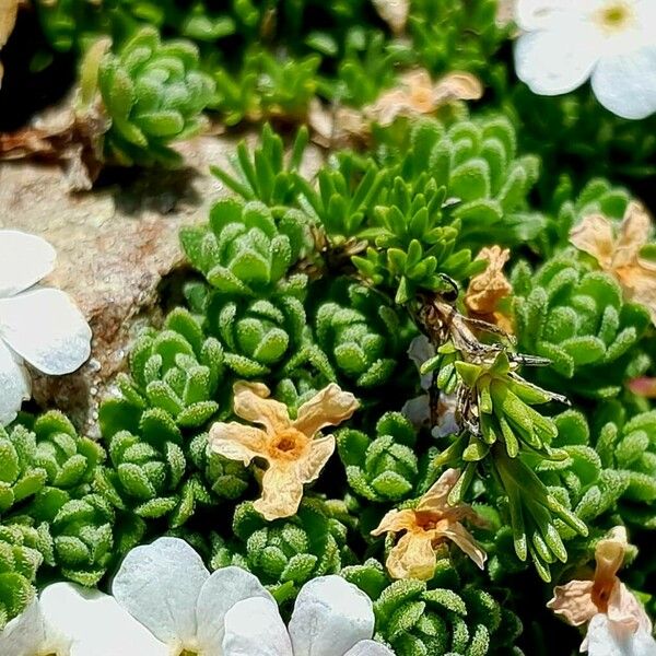 Androsace alpina Лист