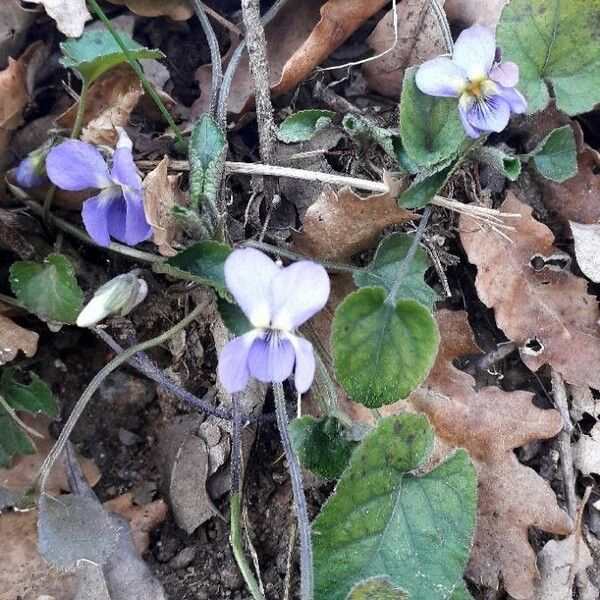 Viola odorata Cvet