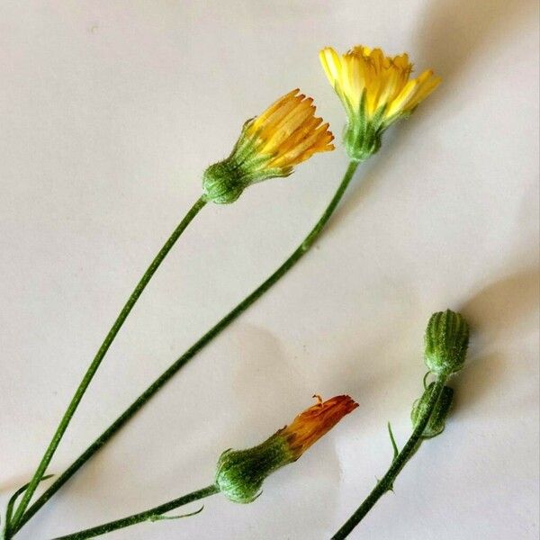 Crepis capillaris Flower