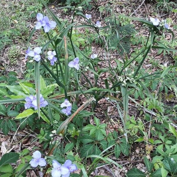 Tradescantia ohiensis Habit