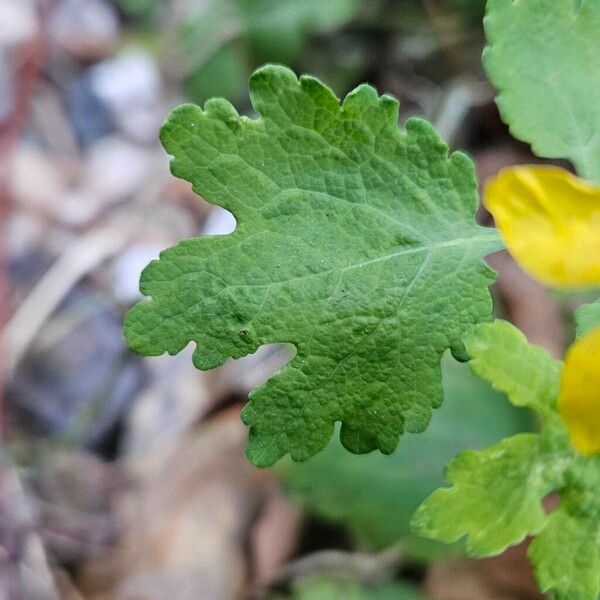 Chelidonium majus Blad