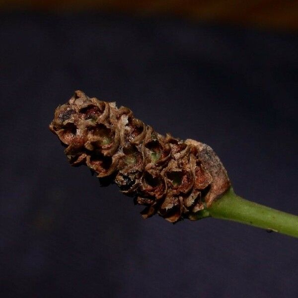 Smilax domingensis Fruit