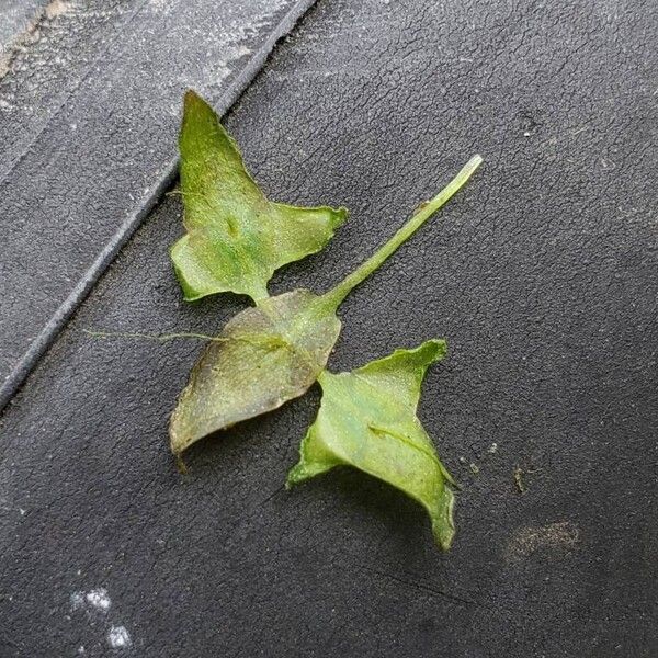 Lemna trisulca Leaf