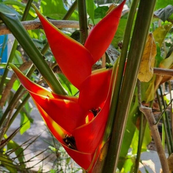 Heliconia stricta Flower